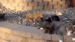 gifsboom:Puppies Try to Play With Indifferent Cat.[video]