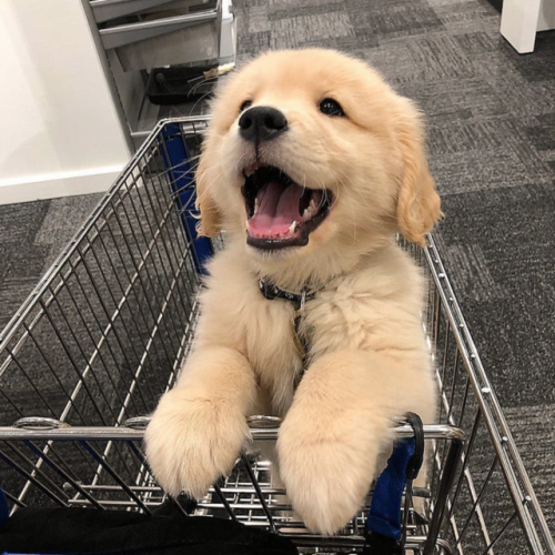 babyanimalgifs:  happy pupper