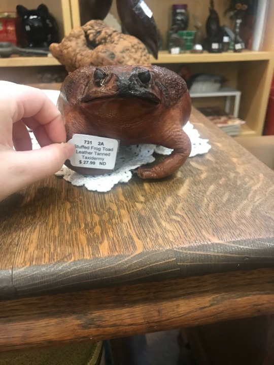 shiftythrifting:  A taxidermy frog that my mom refused to let me buy and a colorful