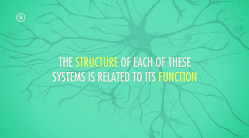 thought-cafe:Moments from Crash Course Anatomy & Physiology #13: Autonomic Nervous System. https