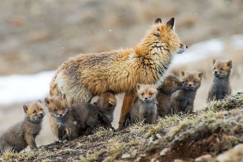 mymodernmet:  In the cold depths of Russia’s northeastern Chukotka region, Magadan-based photographer Ivan Kislov captures colorful signs of life in the snow through his breathtaking images of foxes in the wild.