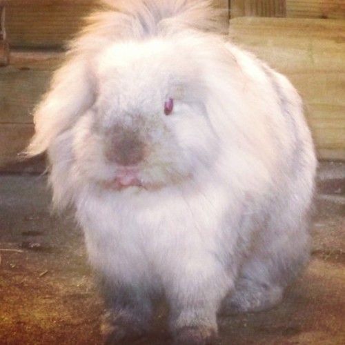 Nothing beats some bunitude check that tounge!❤ #Rabbit #Rabbits #Animals #Animal #Bunnies #Bunny #P