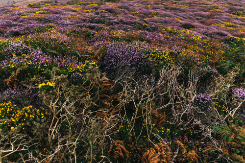 archatlas: Isle of Man Purple Heather Bloom Mikael Buck