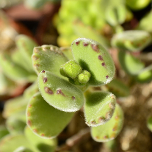 2019.10.05Cotyledon ladismithiensisコチレドン 熊童子4年くらい育ててるけど、初めて花芽が出来たかなり元気でモリモリ成長してる割には花が咲くのは初めてです