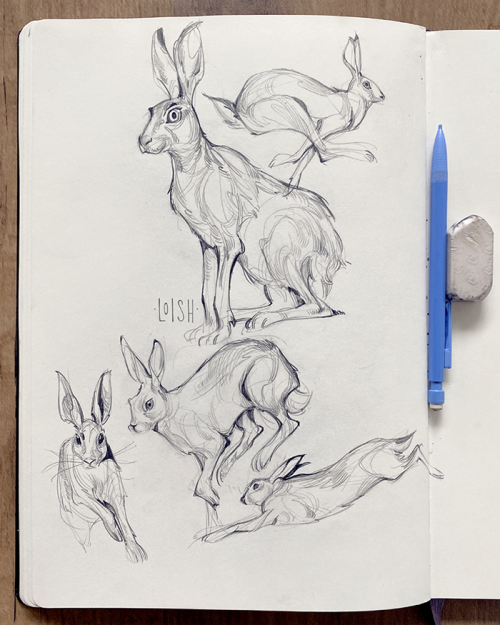 Hare sketches! Or as I like to call them: bunnies. 