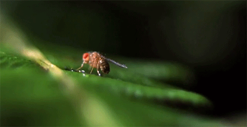 itscolossal:  The Coolest Nature Video Ever [Edited By Roen Horn]Does anyone know