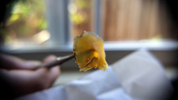 veraisastoner:  orgasmiqdrop:  majorasgasmask:  Beezle Extracts - “Sunset Sherbert”   baaay aarreeeaaa  