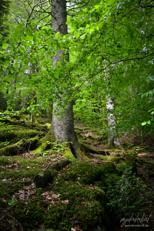 mydododied:The very beautiful Coed Aberglaslyn.