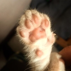 #kittentoes #toebeans #kittentoebeans #kittentoes #animallover #catlover #kitten #babycat #lilboy https://www.instagram.com/p/BpiKQneFZGH/?utm_source=ig_tumblr_share&amp;igshid=10be0t4n1ul4s