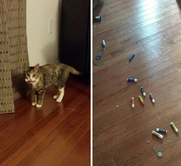 18 gatos que NO pudieron esconder sus tesoros mucho tiempo
