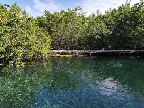 kimaroundtheworld:Yalahau cenote - Holbox, Mexico