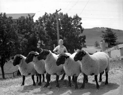 #sheepaweek is back! Weekly posts of photos of sheep or sheep-related materials from our collections