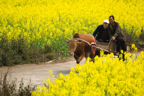 odditiesoflife: Rapeseed Flower Fields, China The stunning yellow landscape features field after fie