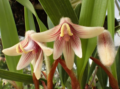 orchid-a-day:Campanulorchis globiferaSyn.: Campanulorchis globifera var. albiflora; Eria globifera; 
