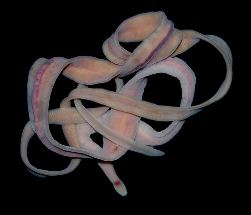 somuchscience:14 Fun Facts about Marine Ribbon Worms (Nemerteans)by Emily Frost, Surprising Science 