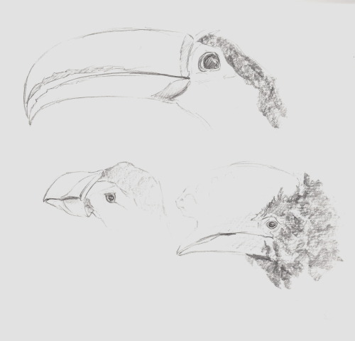 Took a trip to the Natural History Museum, all images drawn with pencil. 