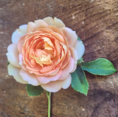 fleur-aesthetic:instagram | sweetypeasflowers 
