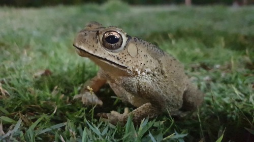 toadschooled:An Asian common toad [Duttaphrynus melanostictus] sitting in the grass of a residential