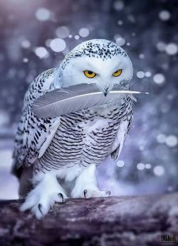 our-amazing-world:  Owl &amp; His Prize Feat Amazing World beautiful amazing 