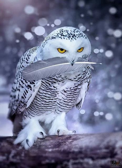 our-amazing-world:  Owl & His Prize Feat Amazing World beautiful amazing 