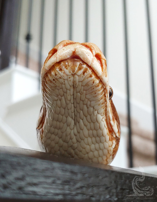 fimbry:Cutest chin out there.Python brongersmai