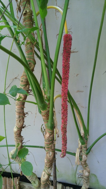 Anthurium dolichostachyum is in the peace lily family Araceae. It is native to South America includi