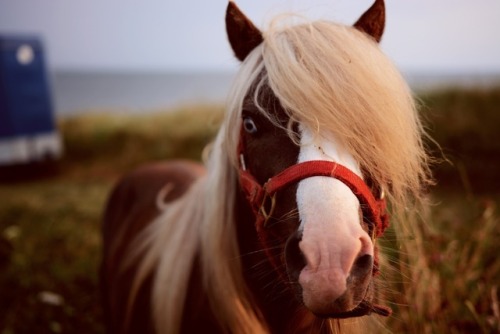 Ghostly pony on the cliffs edge of a cape breton coast