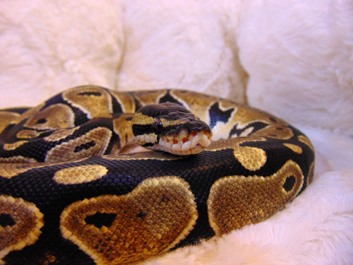 livelyspaghetti:  Tofu’s rather fond of curling up on my desk, so I bought him this kitten bed a while back–it has a squishy bit inside you can heat up in the microwave so he stays nice and toasty. Some days I can’t believe how adorable this snake