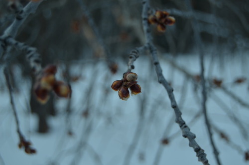 Branches.