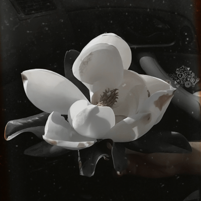 ⠀⠀    ꜥꜤ  𓂃 🗯️  !¡  𝘕𝘦𝘸 𝘱𝘰𝘴𝘵  ⦂  𓄹  𝐵𝑦 𝑥𝐻𝑎𝑛𝑛𝑖𝑒