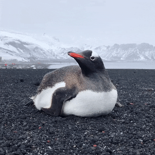 seatrench:  Gentoo Penguin (source) 