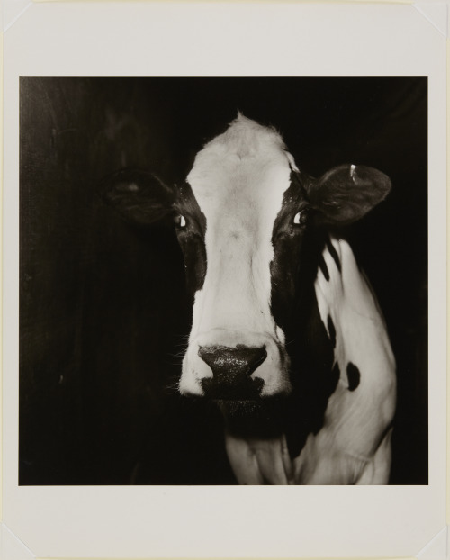 misterlemonzafterlife:  nobrashfestivity:  Peter Hujar. untitled (cow at night). 1978   https://MisterLemonzAfterlife.tumblr.com/archive