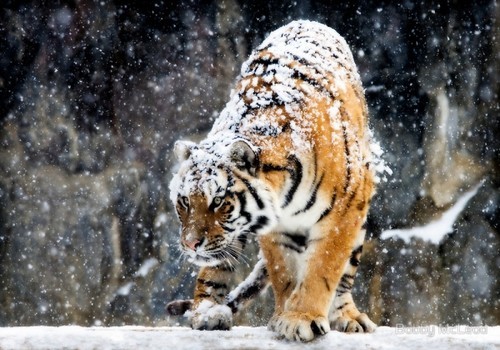 wonderous-world:   Siberian tigers are used to dealing with harsh weather conditions