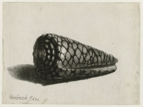 Rembrandt, The Shell (Conus marmoreus), 1650. Print. Rijksmuseum.