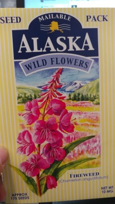 Guys my mom sent me Alaskan Fireweed seeds