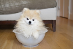 tommypom:  2014 Puppy-bowl. 