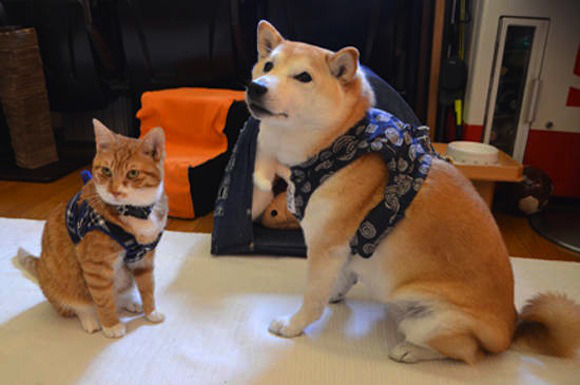 mon-petit-pony:  hay45h1:  (via This Shiba Inu and his kitty best friend are too