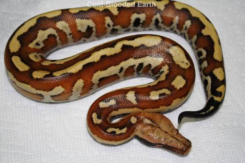 Some of the prettiest babies I’ve seen this yearCold-Blooded Earth