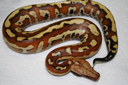 sabletsnakes:  Some of the prettiest babies I’ve seen this year Cold-Blooded Earth  they&rsquo