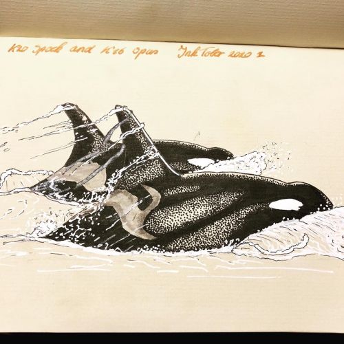 dutchorca:I know I haven’t posted in a while but let’s do this! Little rusty drawing orca’s and stip