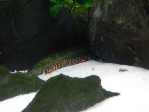 landowaterandaquaria:Nom nom?NOM NOM!>>Scanning for noms<<>>NOMS DETECTED<<&