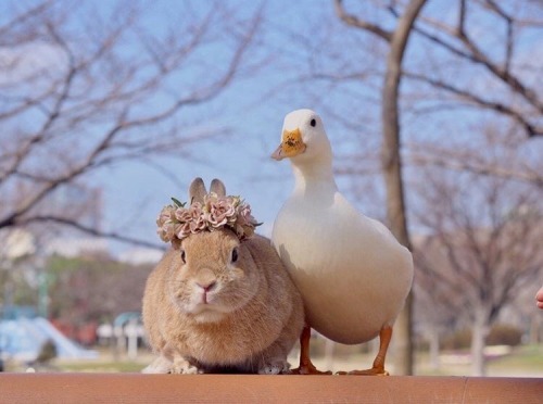 thesassyducks:  A duck and a bunny. That