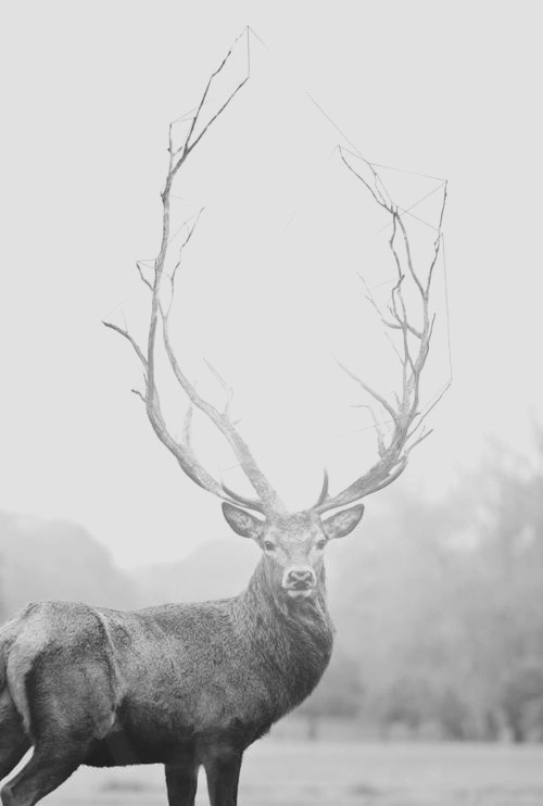 raw-design:  beautiful. 