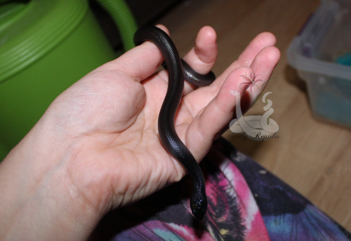 i-m-snek: This is, by far, the darkest baby Cassiopeia and Aurelion have EVER produced in my care. Gorgeous little one 