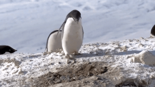  Criminal Penguins - Frozen Planet - BBC One