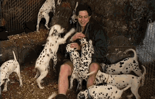 faithfulhound:// Because EVERYONE needs Ioan Gruffudd buried underneath a pile of Dalmatian puppies 