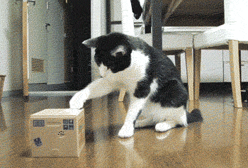 funnywildlife:  Did u see that!