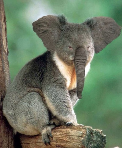 This Is A Rare Picture Of The Koalaphant That Is Only Found On The Island Of Shauanw In The Indonesian