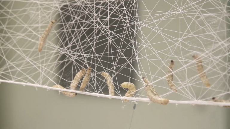 house-of-gnar:  Silk Pavillion The Silk Pavilion explores the relationship between