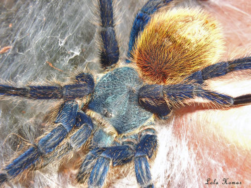 Chromatopelma cyaneopubescens